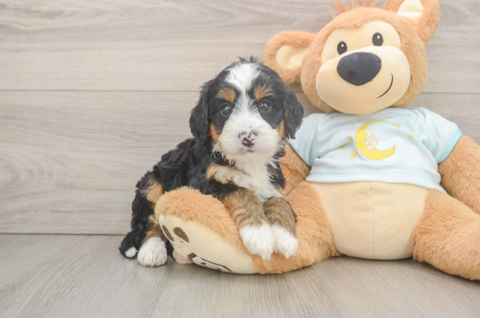 5 week old Mini Bernedoodle Puppy For Sale - Windy City Pups