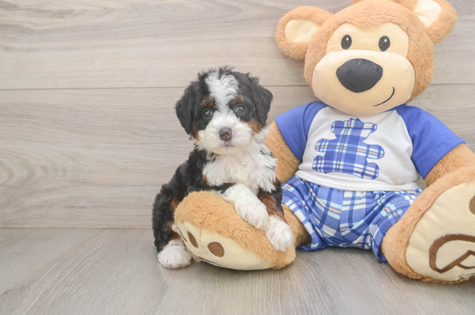 5 week old Mini Bernedoodle Puppy For Sale - Windy City Pups