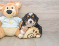 6 week old Mini Bernedoodle Puppy For Sale - Windy City Pups