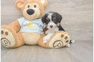 Mini Bernedoodle Puppy for Adoption