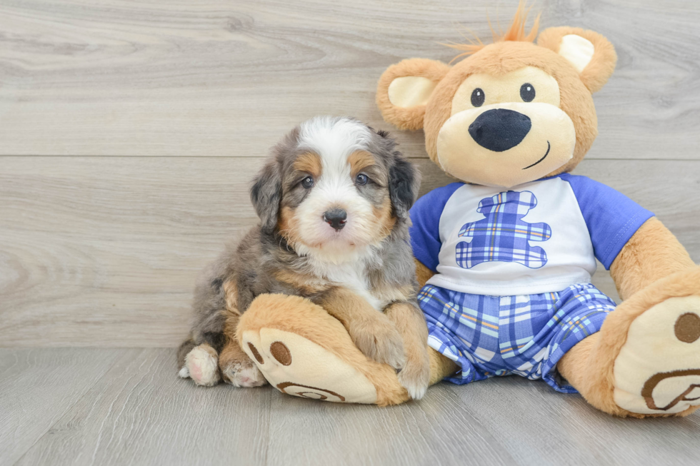 Mini Bernedoodle Puppy for Adoption