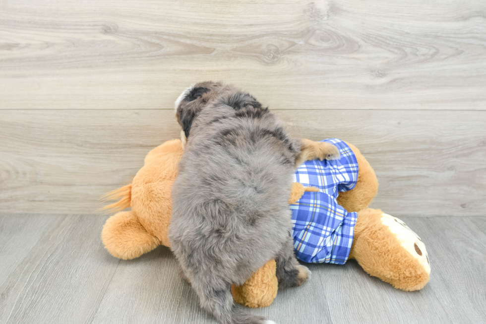 Mini Bernedoodle Pup Being Cute