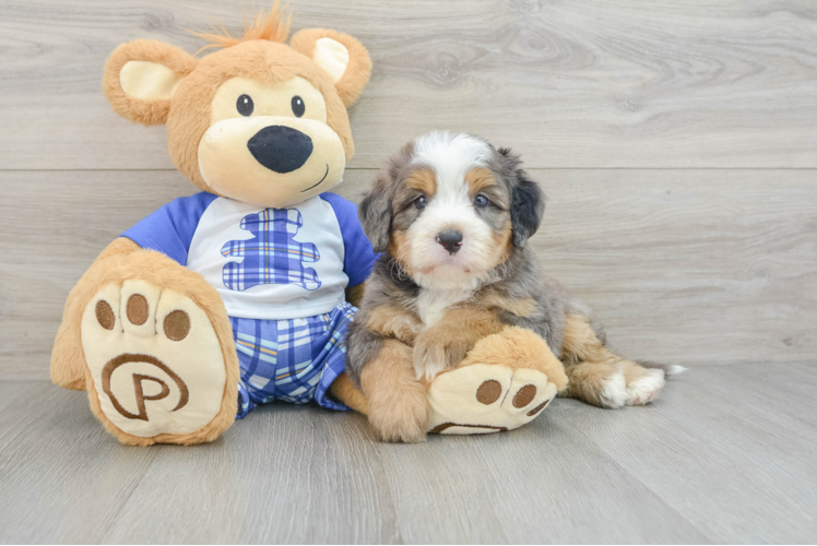 Mini Bernedoodle Puppy for Adoption