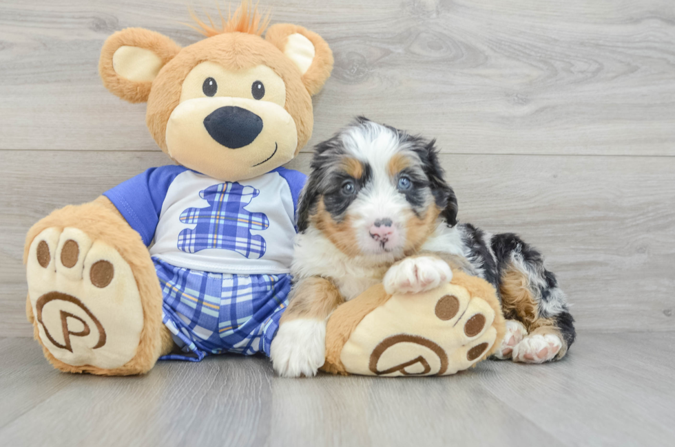 5 week old Mini Bernedoodle Puppy For Sale - Windy City Pups