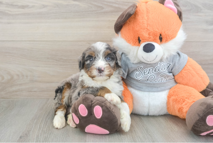 Happy Mini Bernedoodle Baby