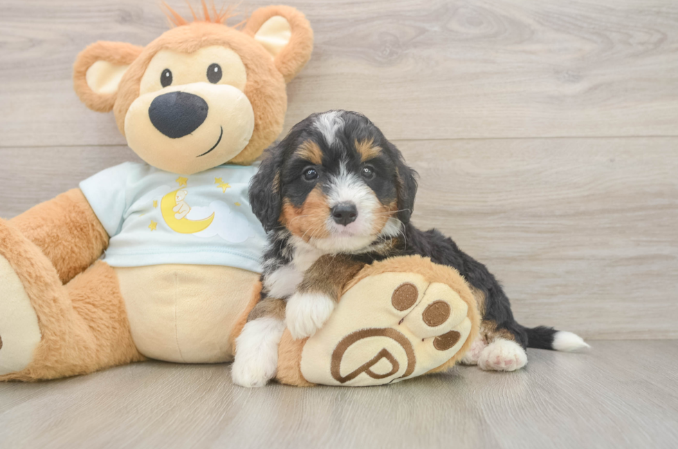 5 week old Mini Bernedoodle Puppy For Sale - Windy City Pups