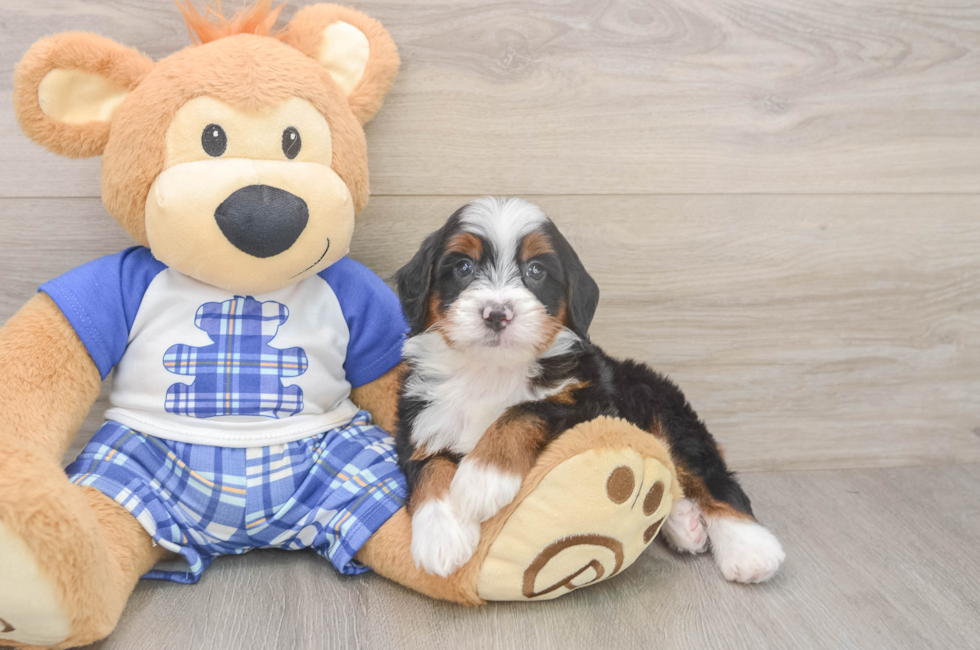 5 week old Mini Bernedoodle Puppy For Sale - Windy City Pups