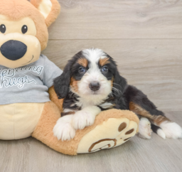 6 week old Mini Bernedoodle Puppy For Sale - Windy City Pups