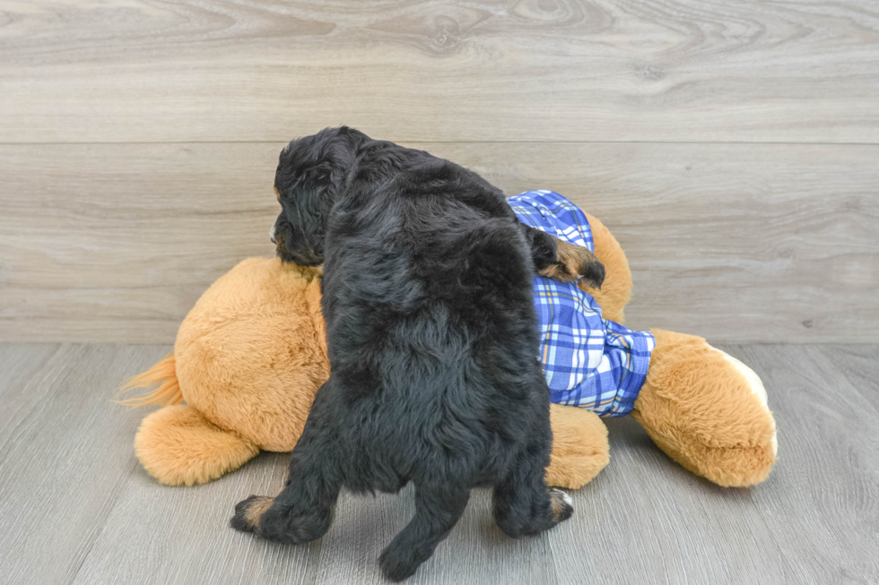 Hypoallergenic Mini Bernesepoo Poodle Mix Puppy