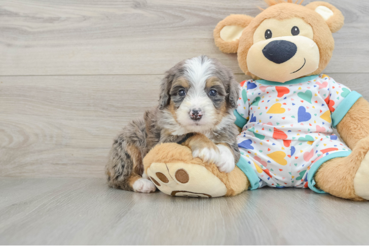 Petite Mini Bernedoodle Poodle Mix Pup