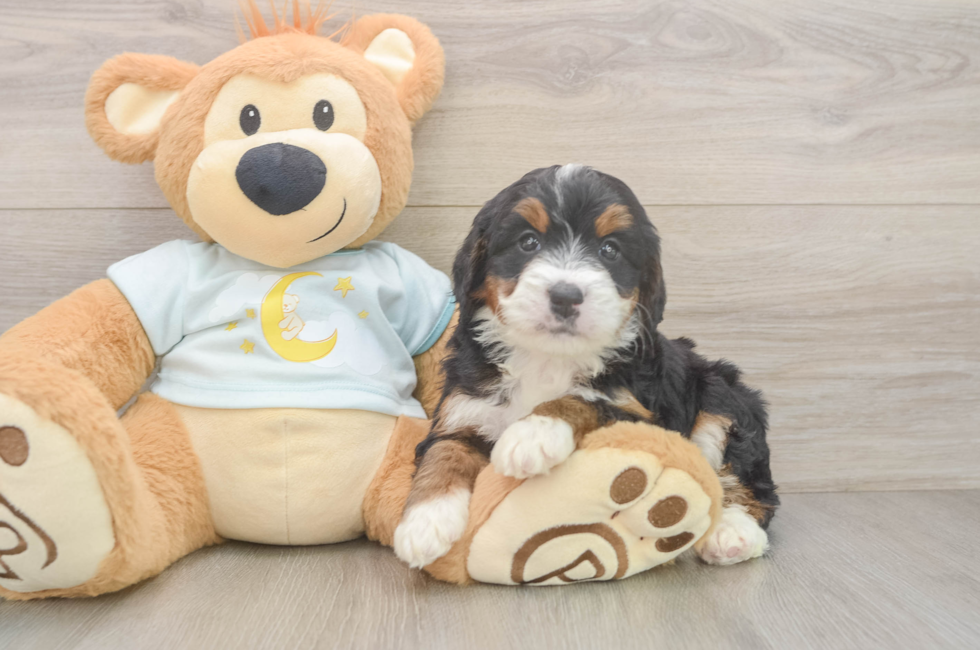 5 week old Mini Bernedoodle Puppy For Sale - Windy City Pups