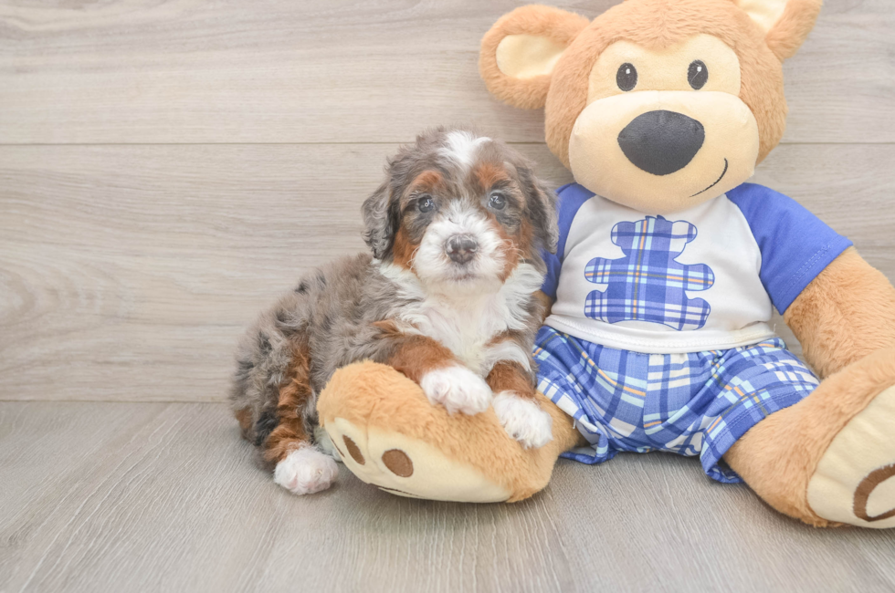 5 week old Mini Bernedoodle Puppy For Sale - Windy City Pups
