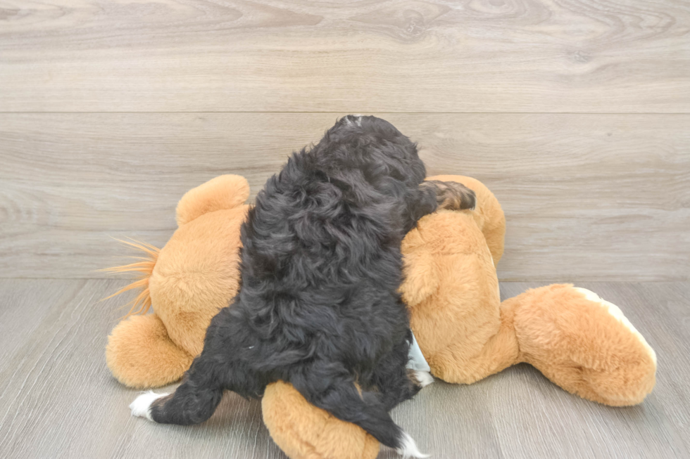 Best Mini Bernedoodle Baby