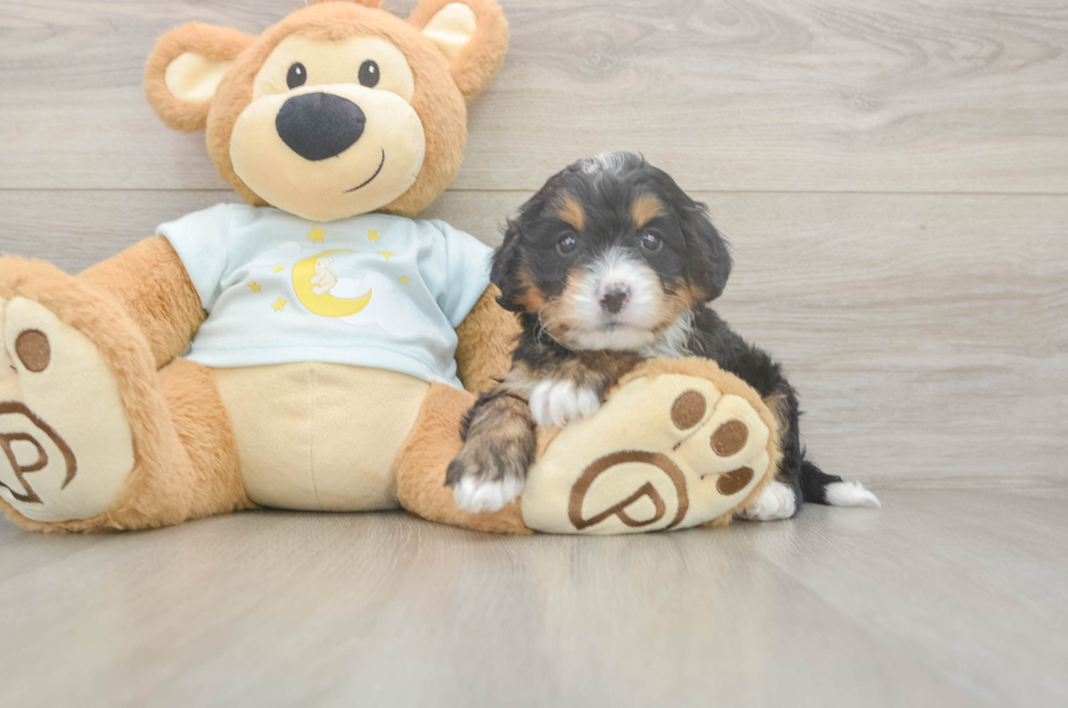 5 week old Mini Bernedoodle Puppy For Sale - Windy City Pups