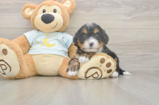 Mini Bernedoodle Pup Being Cute