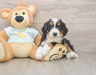 6 week old Mini Bernedoodle Puppy For Sale - Windy City Pups