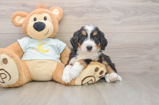 Small Mini Bernedoodle Baby