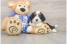 Best Mini Bernedoodle Baby