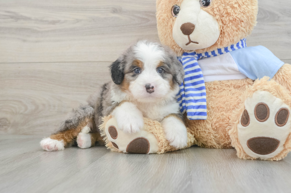 5 week old Mini Bernedoodle Puppy For Sale - Windy City Pups