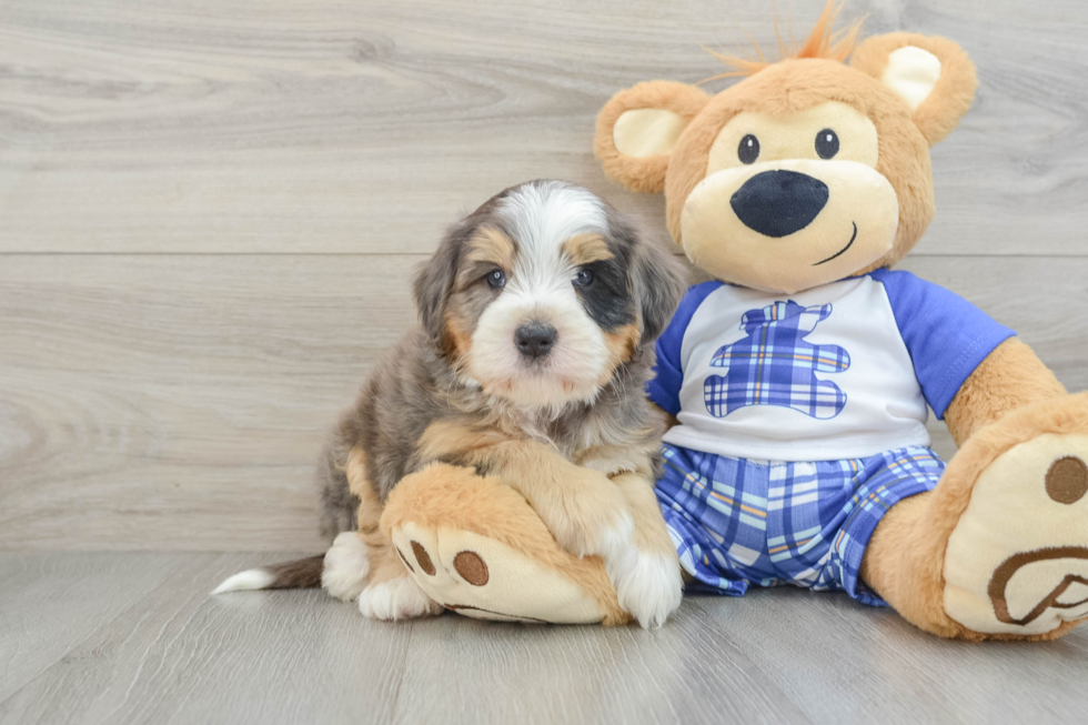 Mini Bernedoodle Puppy for Adoption