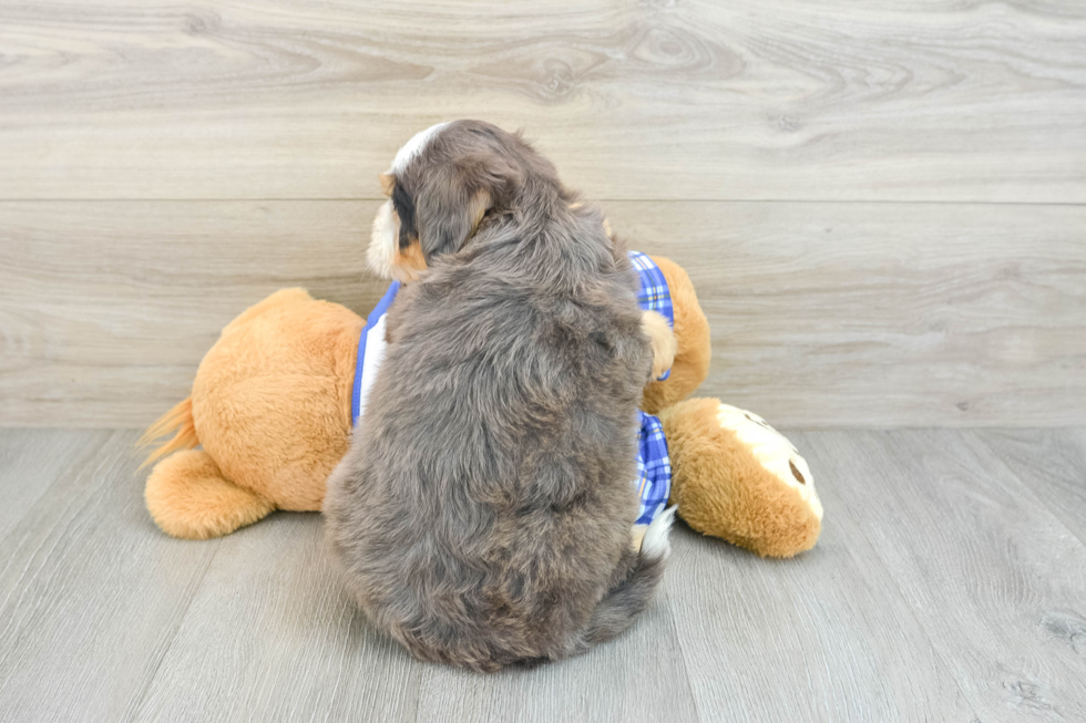 Best Mini Bernedoodle Baby