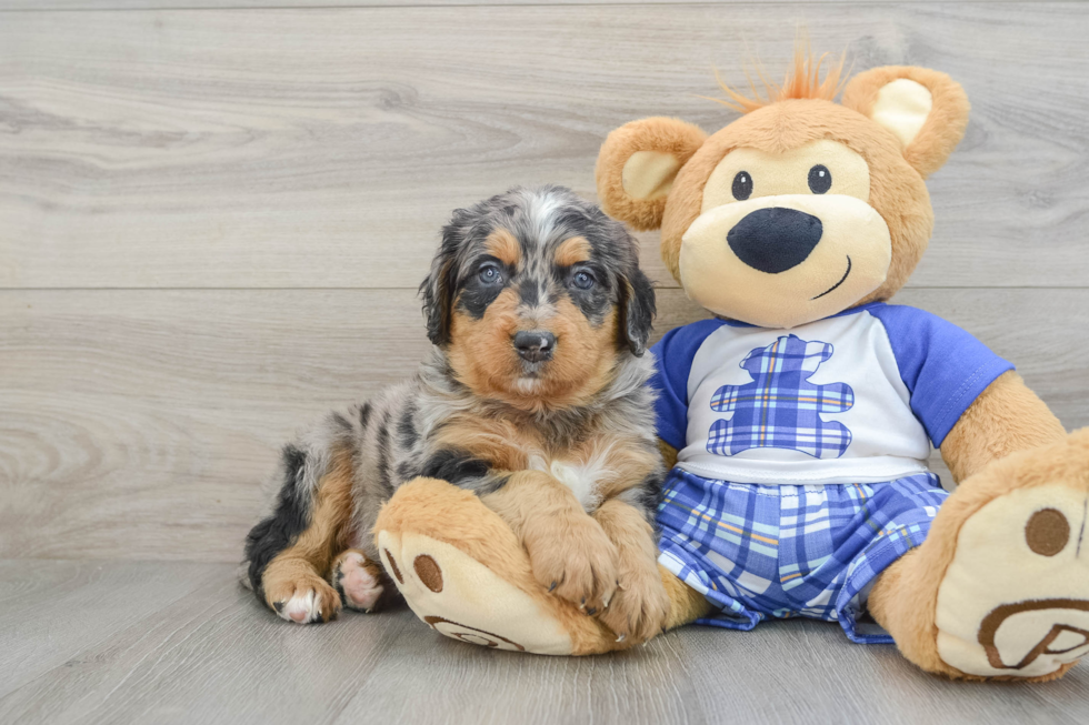 Small Mini Bernedoodle Baby