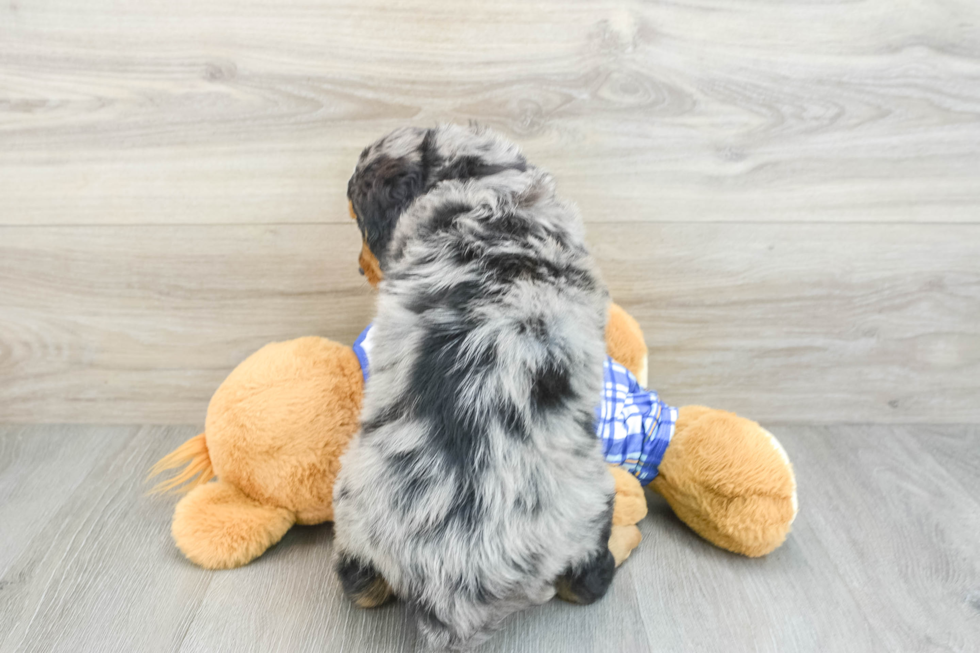 Fluffy Mini Bernedoodle Poodle Mix Pup