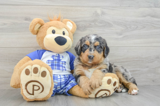 Funny Mini Bernedoodle Poodle Mix Pup