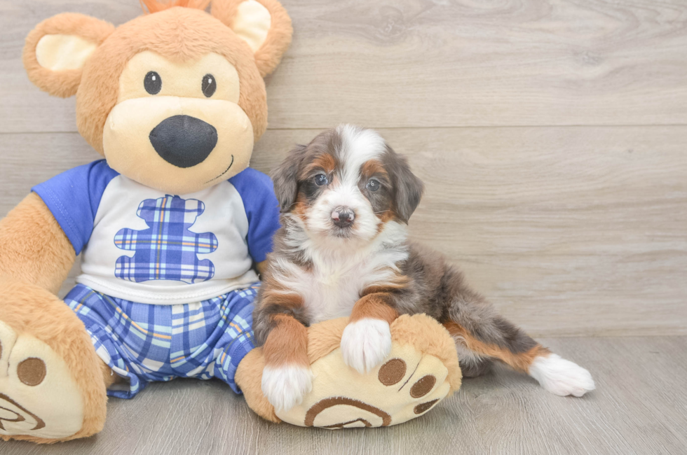 5 week old Mini Bernedoodle Puppy For Sale - Windy City Pups