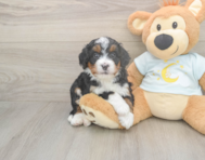 6 week old Mini Bernedoodle Puppy For Sale - Windy City Pups