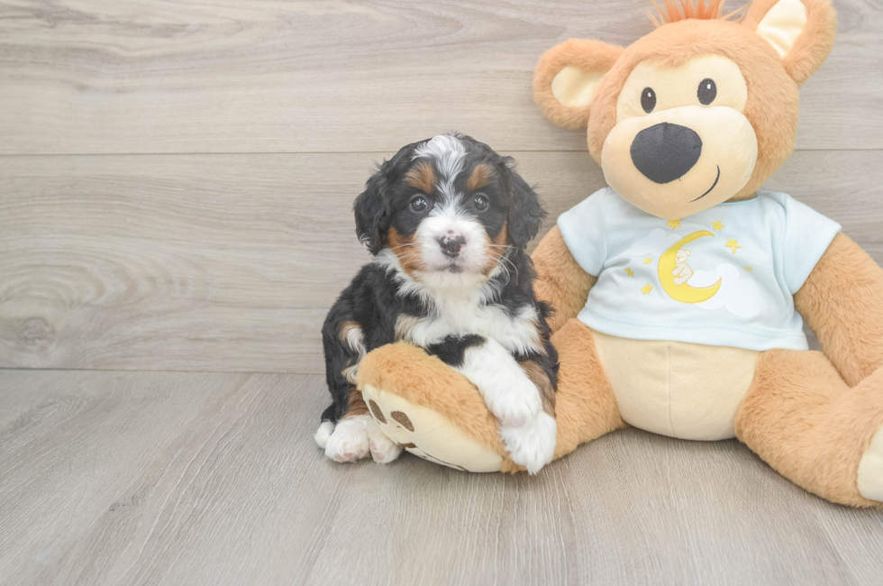 5 week old Mini Bernedoodle Puppy For Sale - Windy City Pups