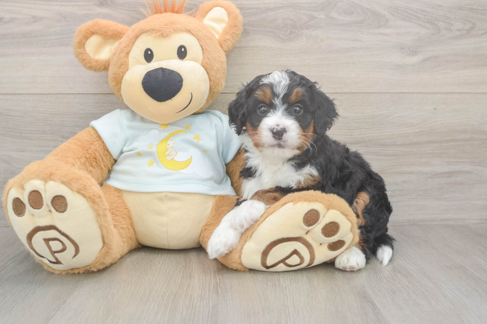 Popular Mini Bernedoodle Poodle Mix Pup