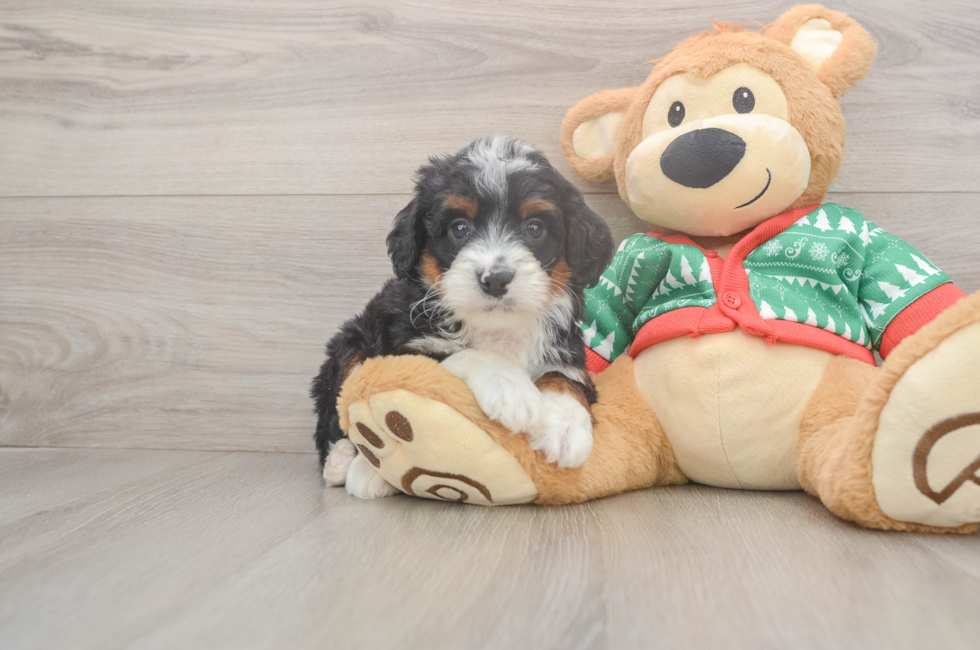 6 week old Mini Bernedoodle Puppy For Sale - Windy City Pups