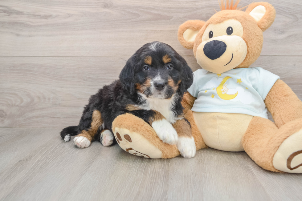 Funny Mini Bernedoodle Poodle Mix Pup