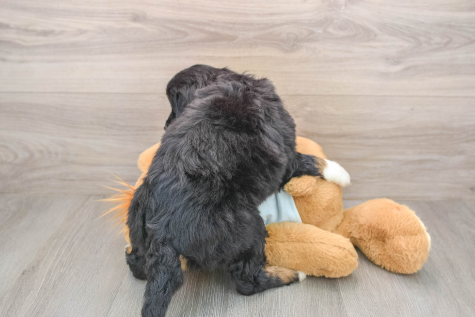 Mini Bernedoodle Puppy for Adoption