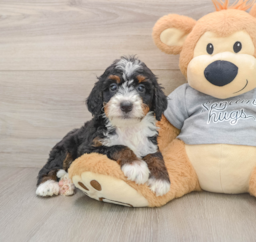 7 week old Mini Bernedoodle Puppy For Sale - Windy City Pups