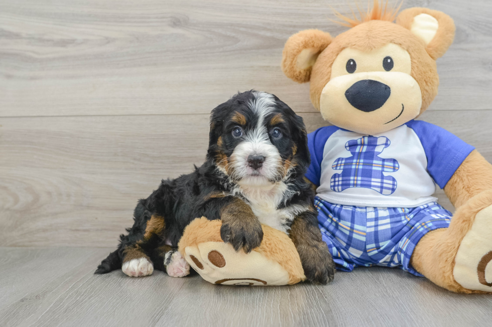 Smart Mini Bernedoodle Poodle Mix Pup