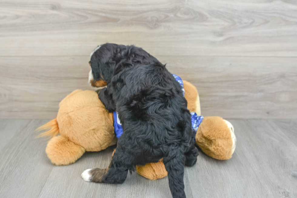 Petite Mini Bernedoodle Poodle Mix Pup