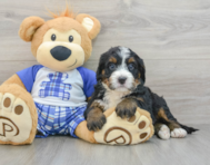 8 week old Mini Bernedoodle Puppy For Sale - Windy City Pups