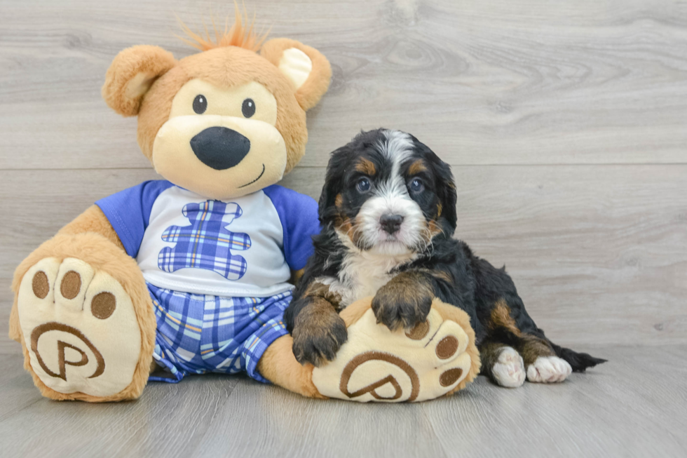 Cute Mini Bernedoodle Baby