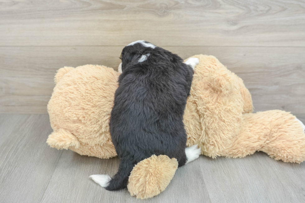 Best Mini Bernedoodle Baby