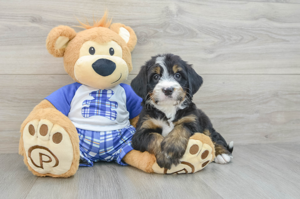 7 week old Mini Bernedoodle Puppy For Sale - Windy City Pups