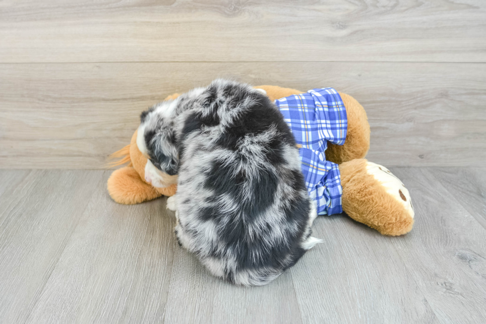 Mini Bernedoodle Pup Being Cute