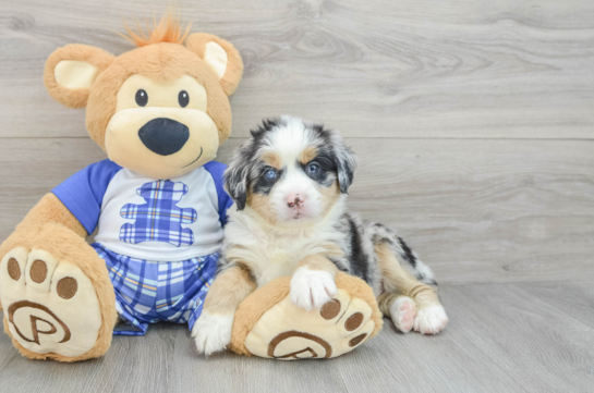 Mini Bernedoodle Pup Being Cute