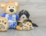 8 week old Mini Bernedoodle Puppy For Sale - Windy City Pups