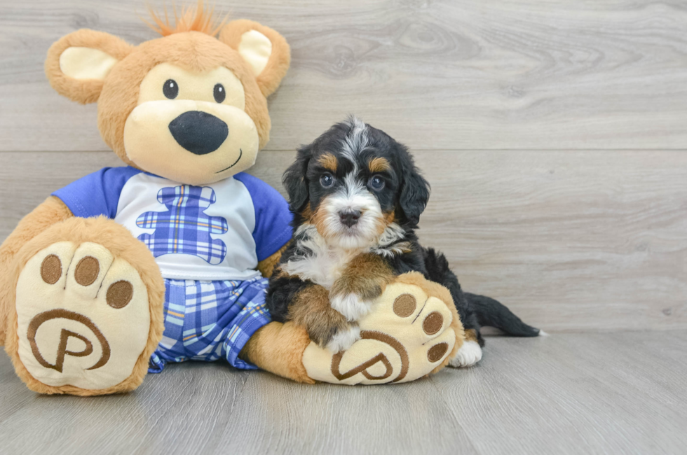 8 week old Mini Bernedoodle Puppy For Sale - Windy City Pups