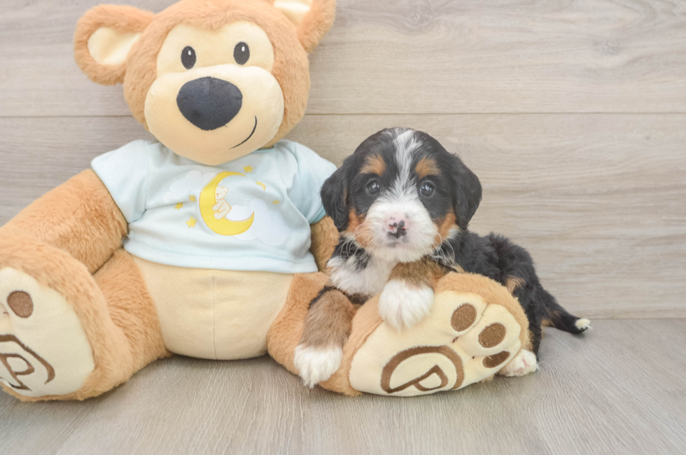 5 week old Mini Bernedoodle Puppy For Sale - Windy City Pups