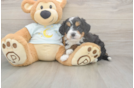 Mini Bernedoodle Puppy for Adoption