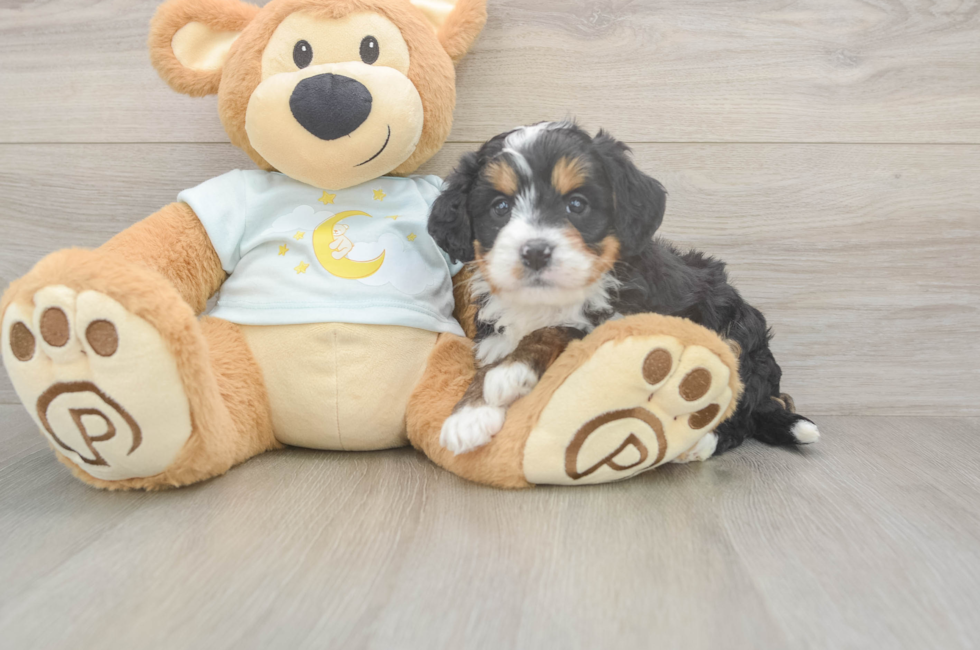 5 week old Mini Bernedoodle Puppy For Sale - Windy City Pups