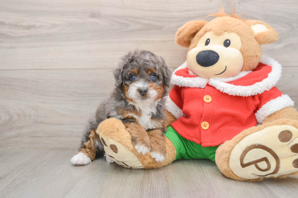 5 week old Mini Bernedoodle Puppy For Sale - Windy City Pups